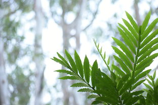 柑橘苗圃種植一年后需要移栽嗎為什么（柑橘種下去幾年后可以結果）