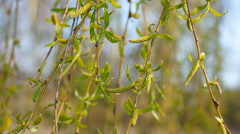 柑橘樹種植技術(shù)管理技術(shù)區(qū)別（柑橘栽培技術(shù)要點(diǎn)）