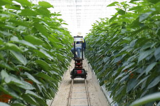 柑橘7月種植管理技術(shù)（柑橘7月種植管理技術(shù)有哪些）