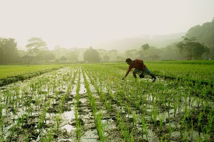 沃柑種植株距多少米好（沃柑栽苗技術(shù)）