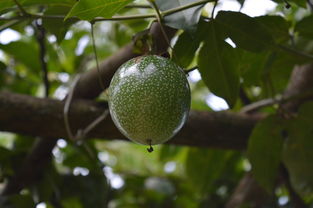 沃柑一年打幾次藥（沃柑一個(gè)月打幾次藥）