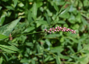 耙耙柑開(kāi)花期打什么藥（耙耙柑開(kāi)花期管理）