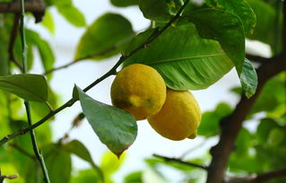 柑橘寒性水果嗎？中醫(yī)養(yǎng)生專家解析柑橘屬性、適宜體質(zhì)與食用禁忌