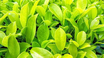 大雅柑橘樹抗寒多少度？耐寒溫度范圍與冬季防護(hù)技術(shù)詳解