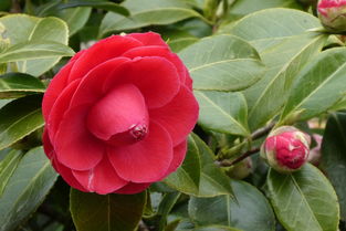 優(yōu)質(zhì)柑橘品種日本春見1號(hào)：高產(chǎn)栽培技術(shù)與市場(chǎng)前景解析