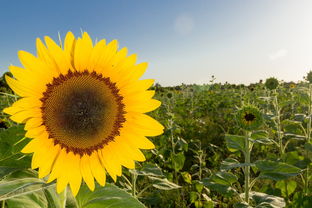 柑橘夏梢萌發(fā)時間的關(guān)鍵影響因素及科學調(diào)控技術(shù)解析