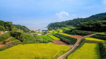 井研縣柑橘晚熟園區(qū)：產(chǎn)業(yè)升級助力鄉(xiāng)村振興新標桿