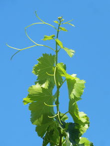 柑桔泥能種植物嗎？揭秘其種植可行性與栽培技巧
