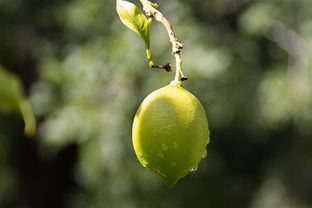 成柑橘苗木基地直發(fā)全國(guó):優(yōu)質(zhì)種苗低價(jià)直供,包成活包技術(shù)指導(dǎo)!