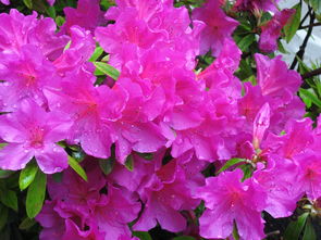 金桔一般陽歷幾月開花（金桔一般什么時候開花）