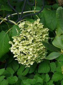 柑橘樹旺長(zhǎng)枝條怎樣處理好視頻（柑橘樹旺長(zhǎng)枝條怎樣處理好視頻講解）