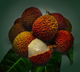 柑橘苗圃種植技術(shù)管理論文（柑橘種植技術(shù)的參考文獻(xiàn)）