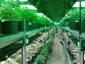 柑橘果樹栽培技術管理（柑橘栽培技術要點）