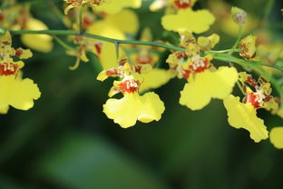 春見(jiàn)桔種植技術(shù)（春見(jiàn)柑橘的功效與作用）