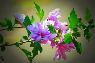 柑子怎樣剪枝開花多（柑子樹的修剪要領(lǐng)）