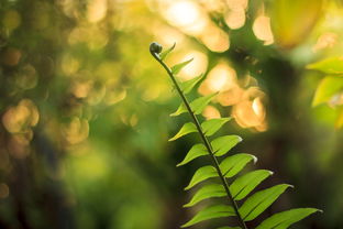 柑橘樹種植技術(shù)視頻講解（柑橘樹種植技術(shù)視頻講解教程）