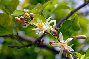 柑橘用什么藥促花（柑橘花前打什么藥）