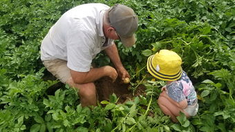 沃柑9月10號放秋梢遲嗎（沃柑九月還是膨果期嘛）