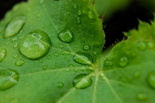 四會柑種植技術(shù)管理視頻講解（四會柑的栽培技術(shù)）