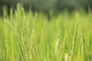 生物菌肥可以施沃柑嗎（生物菌肥可以做基肥嗎）