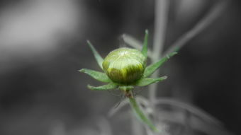 柑橘種植技術(shù)農(nóng)藥化肥有哪些（柑橘專用農(nóng)藥大全）