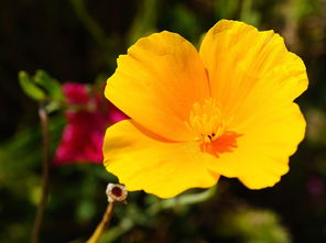 沃柑開(kāi)花期可以修嗎（沃柑開(kāi)花可以打藥嗎）