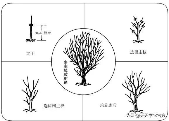 愛(ài)媛柑橘冬季修剪視頻教程全集_柑橘紅美人種植手藝