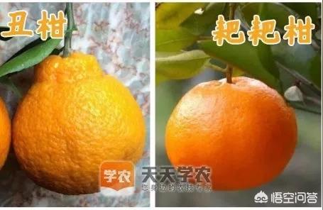 橘子愛媛最新視頻播放器在線旁觀免費(fèi)_愛沙柑橘品種介紹