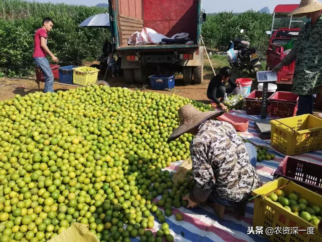 好吃的柑橘品種大全圖片及價(jià)格介紹_你吃過(guò)更好吃的橘子桔子是什么品種