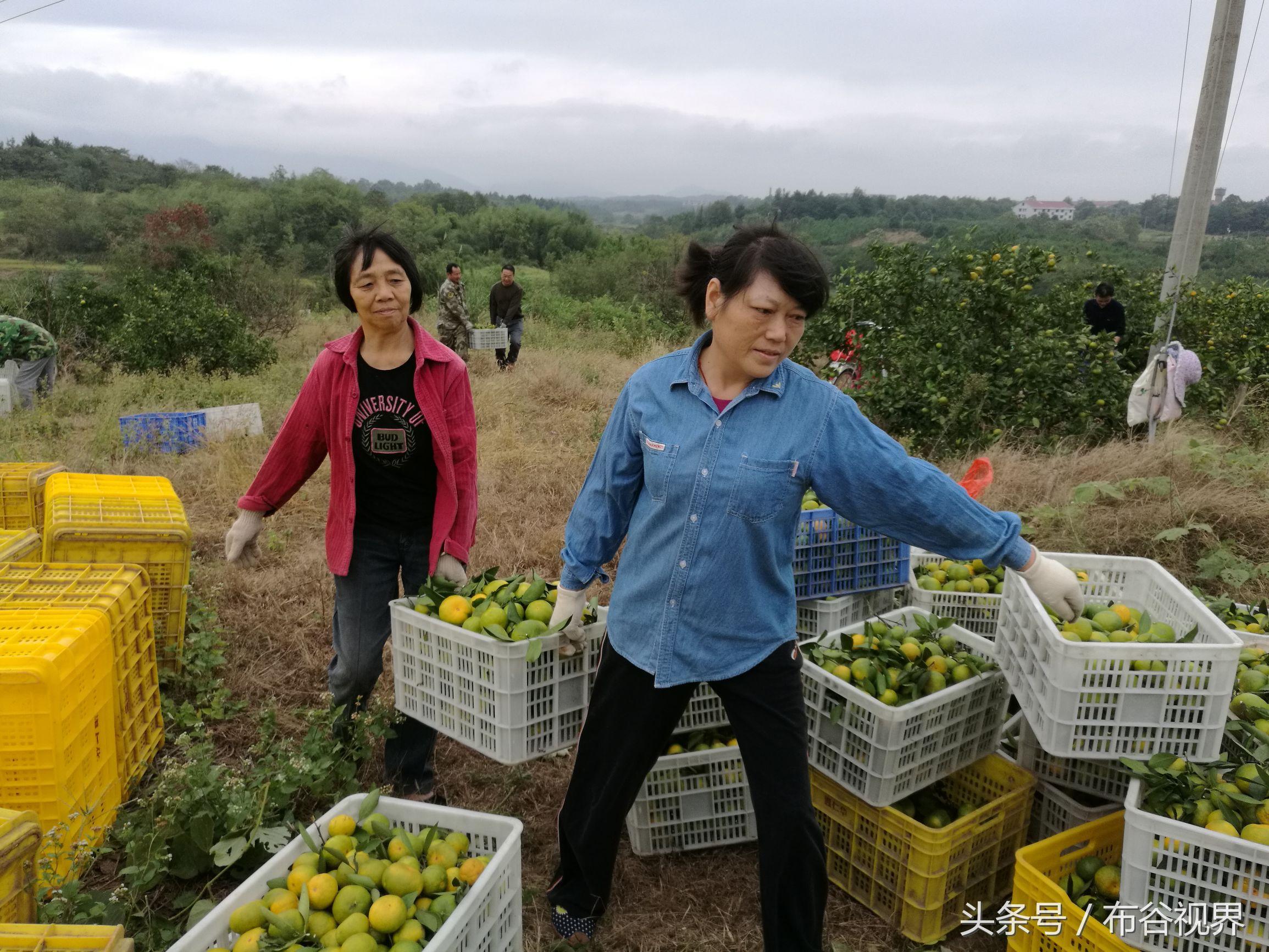 柑橘新品種價格表_愛媛58什么時候成熟