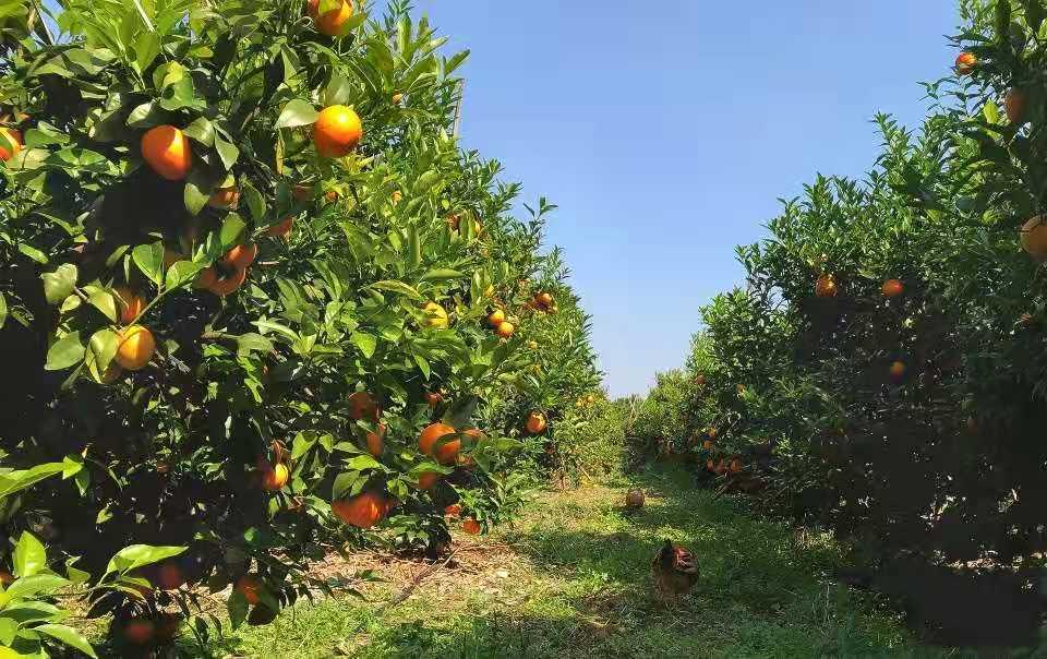 合適四川種植的柑橘有哪些品種_求保舉合適種植生長的樹種