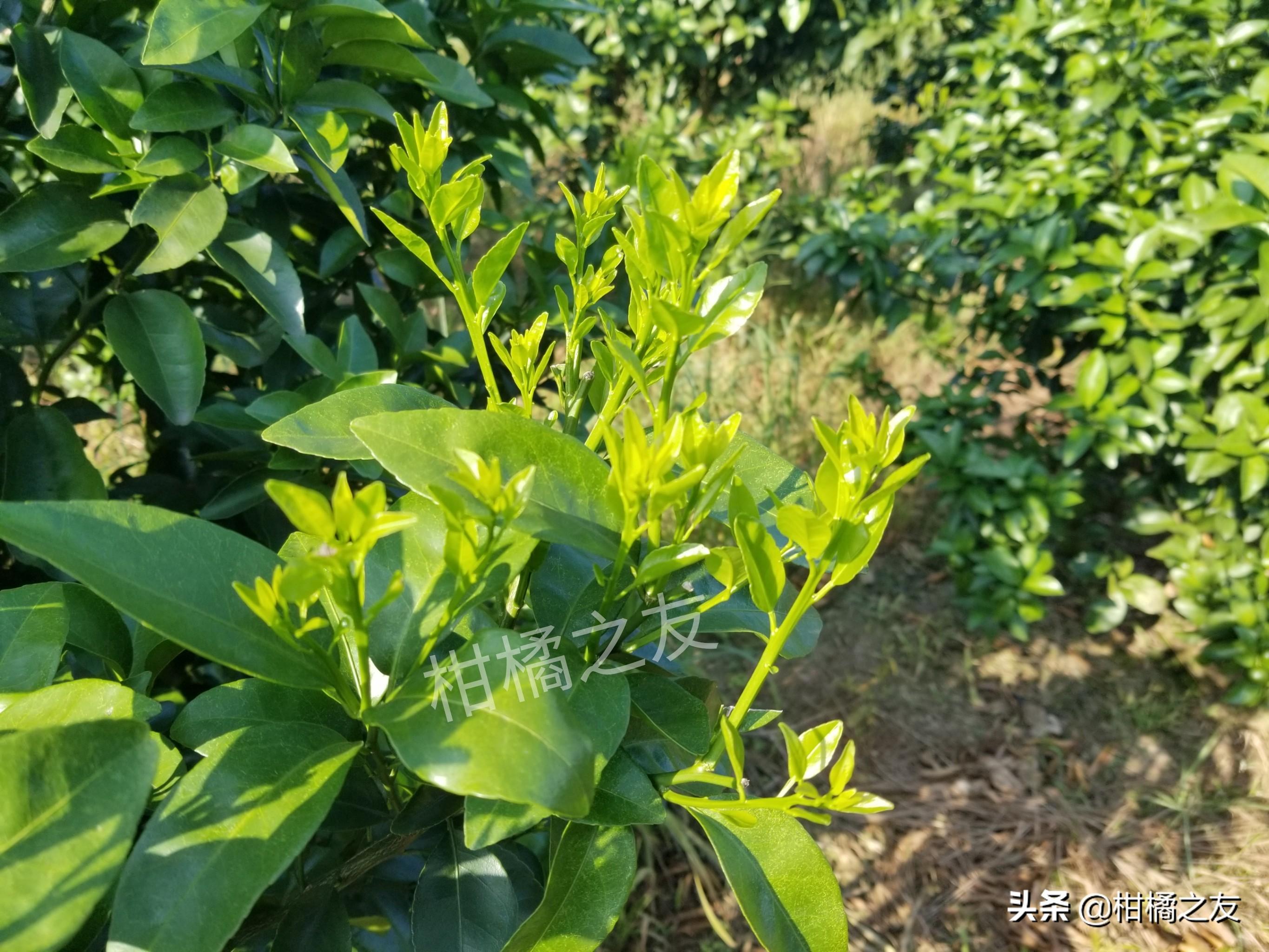 沃柑樹什么時(shí)候打控梢促花劑更好呢視頻教程_沃柑潛葉蛾有哪些比力好的防治辦法