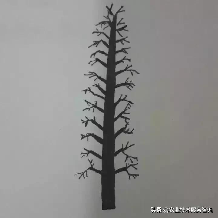 柑橘新品種矮化特點_三紅蜜柚結(jié)出的果皮不紅是什么原因