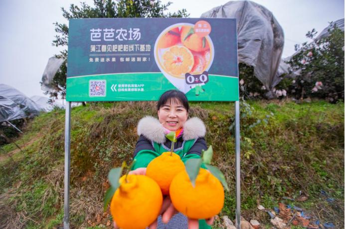 合適四川種植的柑橘有哪些呢_四川種植什么果樹前景與效益更好