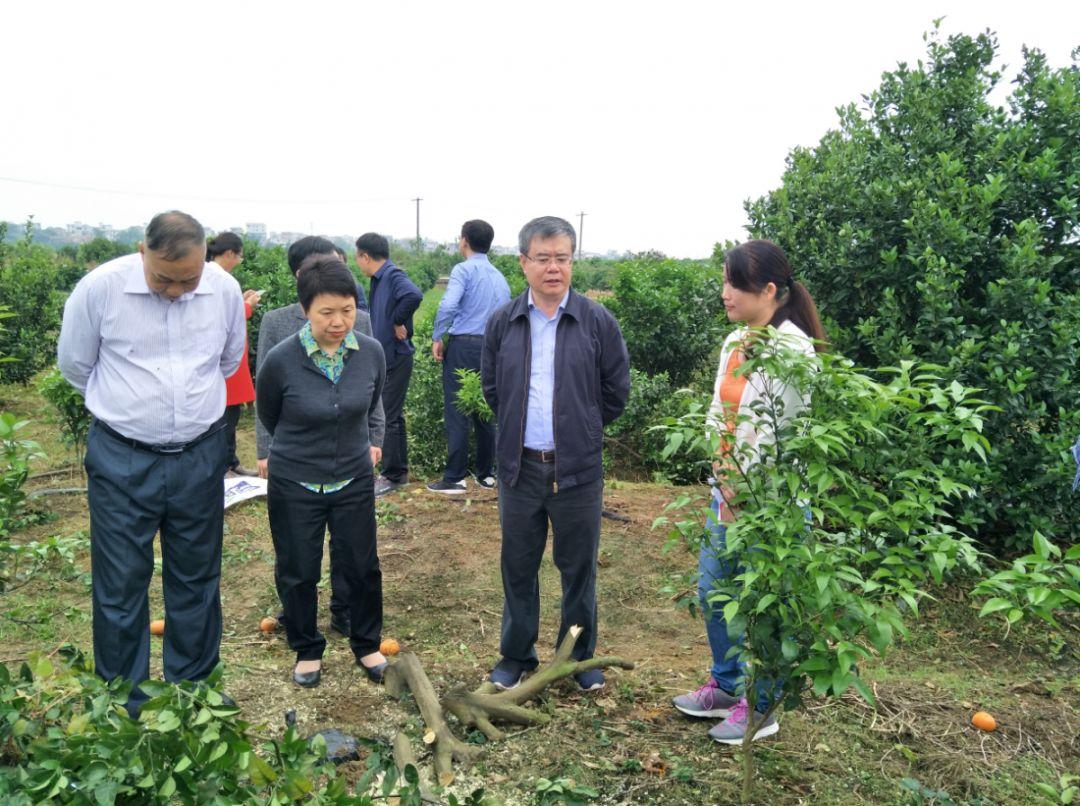 南寧柑橘新品種_櫻桃在南方能夠種植嗎