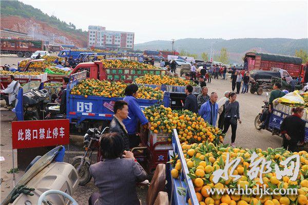 青海新品種柑橘樹苗基地_你都去過哪個處所