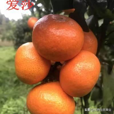 早熟愛莎柑橘新品種_產(chǎn)后能通過節(jié)食減重嗎