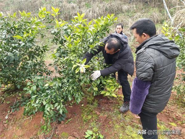 四川柑橘種植產區(qū)地圖位置_愛沙柑橘地頭價幾