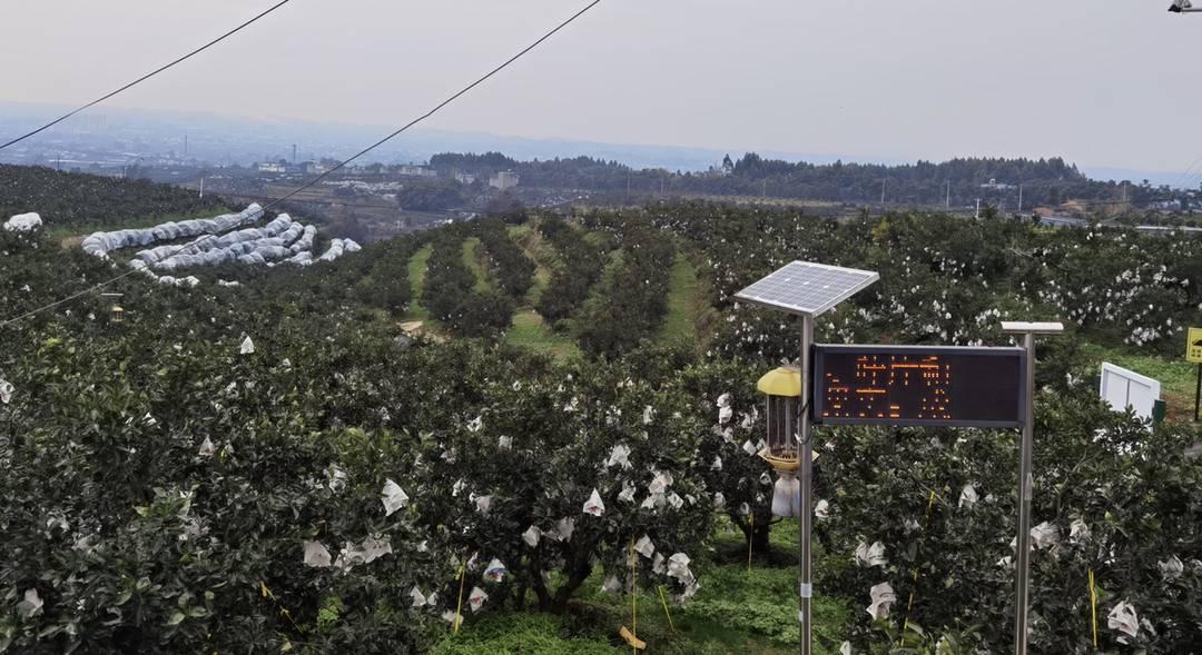 成都柑橘種植基地有哪些_新都地域能否合適種植沃柑