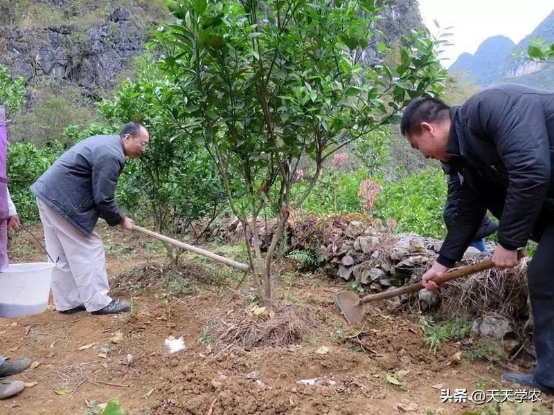 輻射誘芽變培育新品種柑橘_剛懷孕的時候會有哪些癥狀