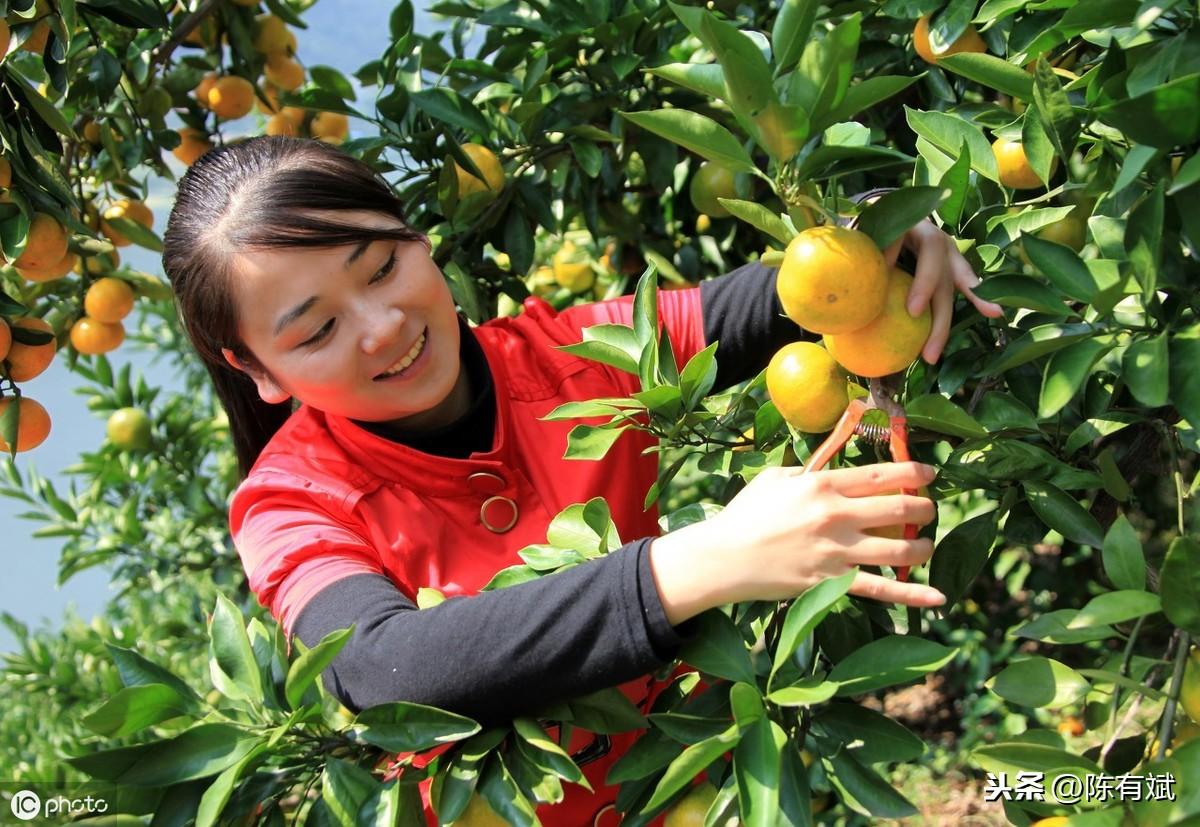 烏魯木齊柑橘樹(shù)苗類新品種_憑仗1萬(wàn)人民幣在格魯吉亞能夠生活多久